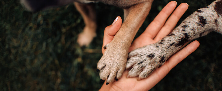 two paws on a persons hand pet trusts